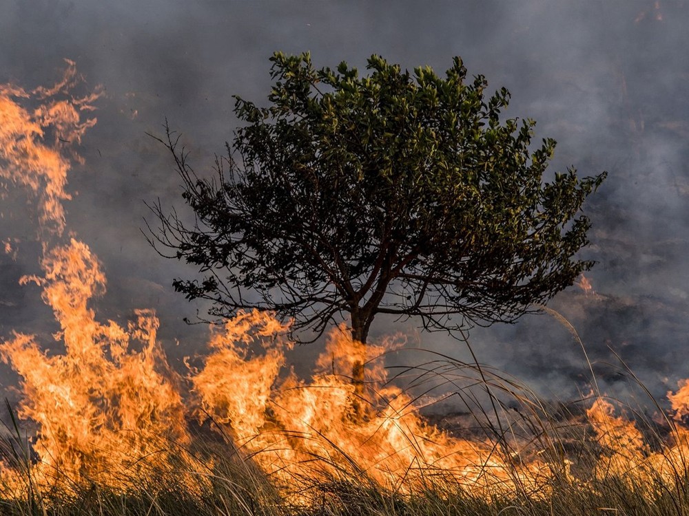 2024 es el año con más incendios forestales de la última década