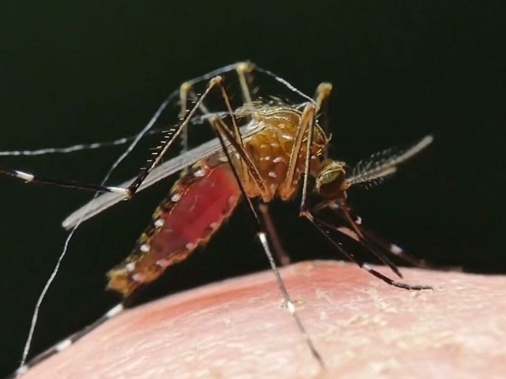  Alerta en San Marcos por incremento de casos de dengue