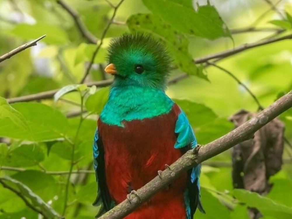 Avistan a quetzal refrescándose en las frías aguas de San Marcos