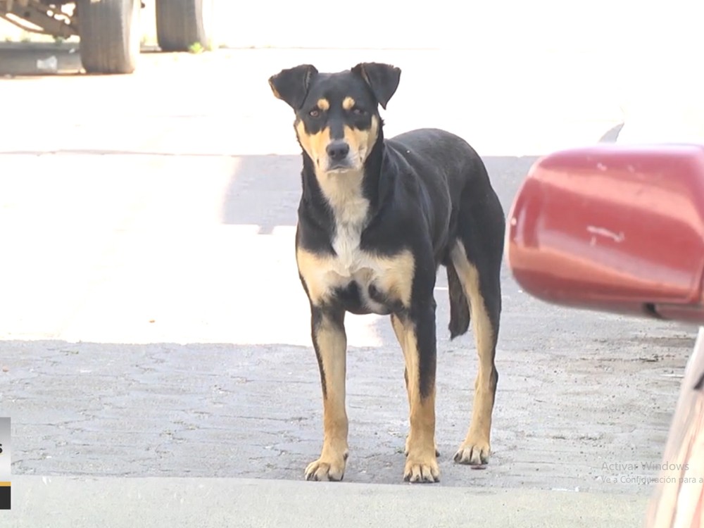 VIDEO: Buscan impulsar reformas a la ley de protección animal