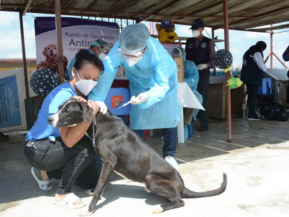 Campaña de Vacunación Antirrábica Canina en Almolonga, Quetzaltenango 