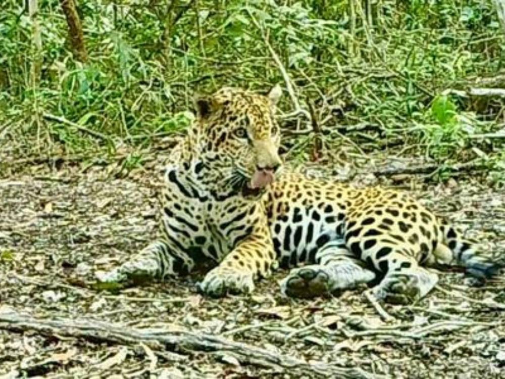  Captan a juguetón jaguar en la selva petenera