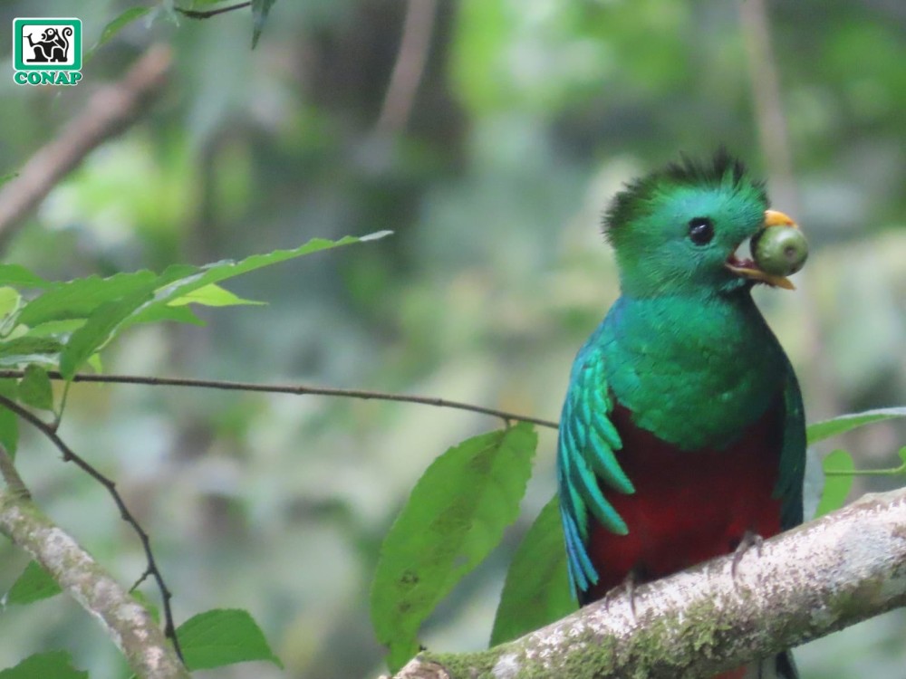 Captan imágenes de crías de Quetzal en su hábitat natural en San Marcos