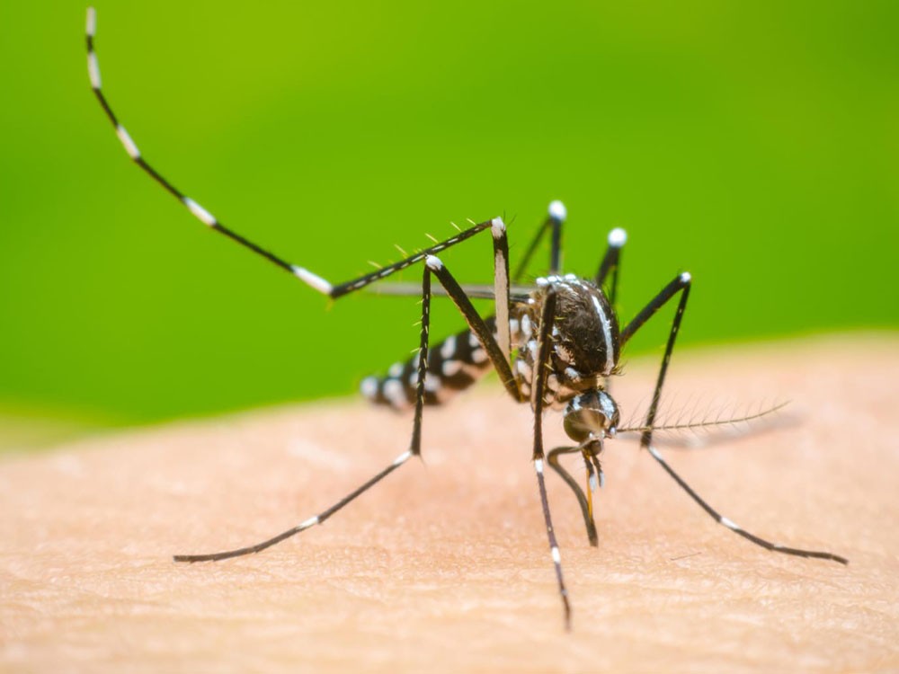 Casos de dengue aumentan considerablemente en el departamento de Quetzaltenango 