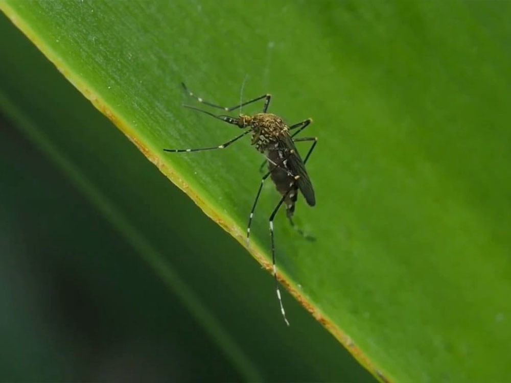 Casos de dengue incrementan en municipios de la zona costera de San Marcos