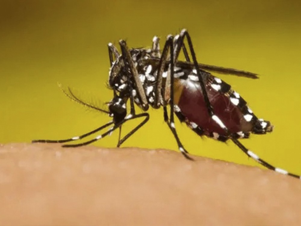 Continúa incremento de casos de dengue en Quetzaltenango