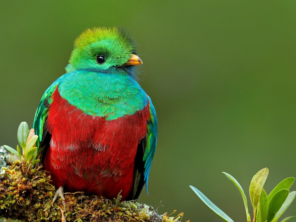 Día Del Quetzal: Símbolo de Identidad Nacional 