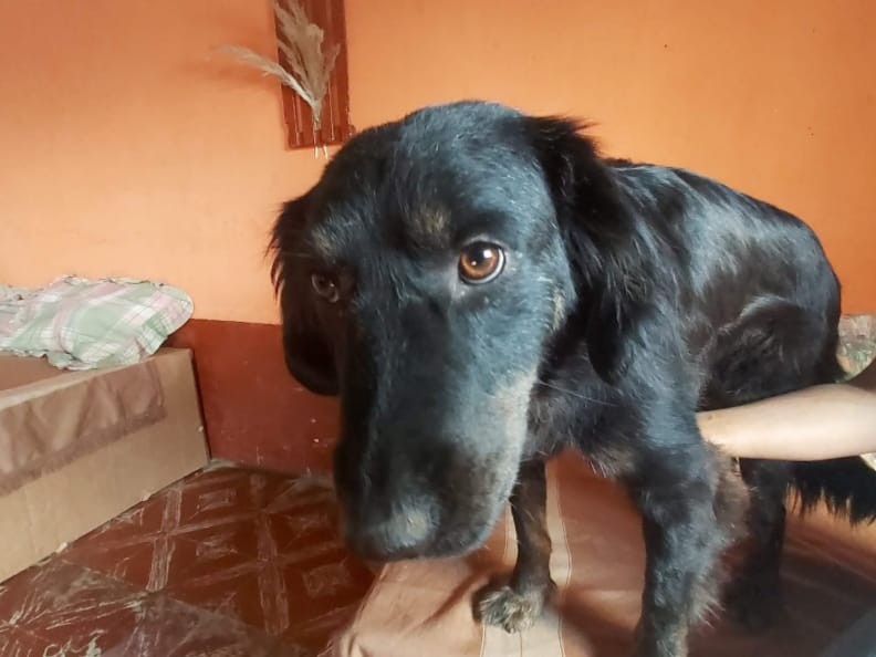 Día Internacional Del Perro Callejero A Favor De La Adopción