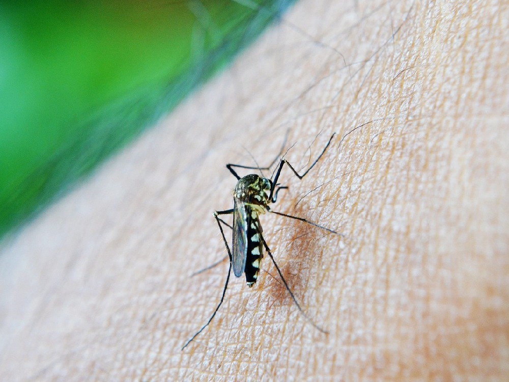 Declaran emergencia sanitaria por epidemia de dengue en el país