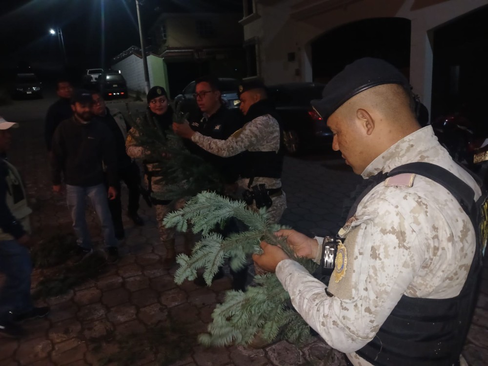 Decomisan más de 3 mil ramillas de pinabete ilegal en Xela