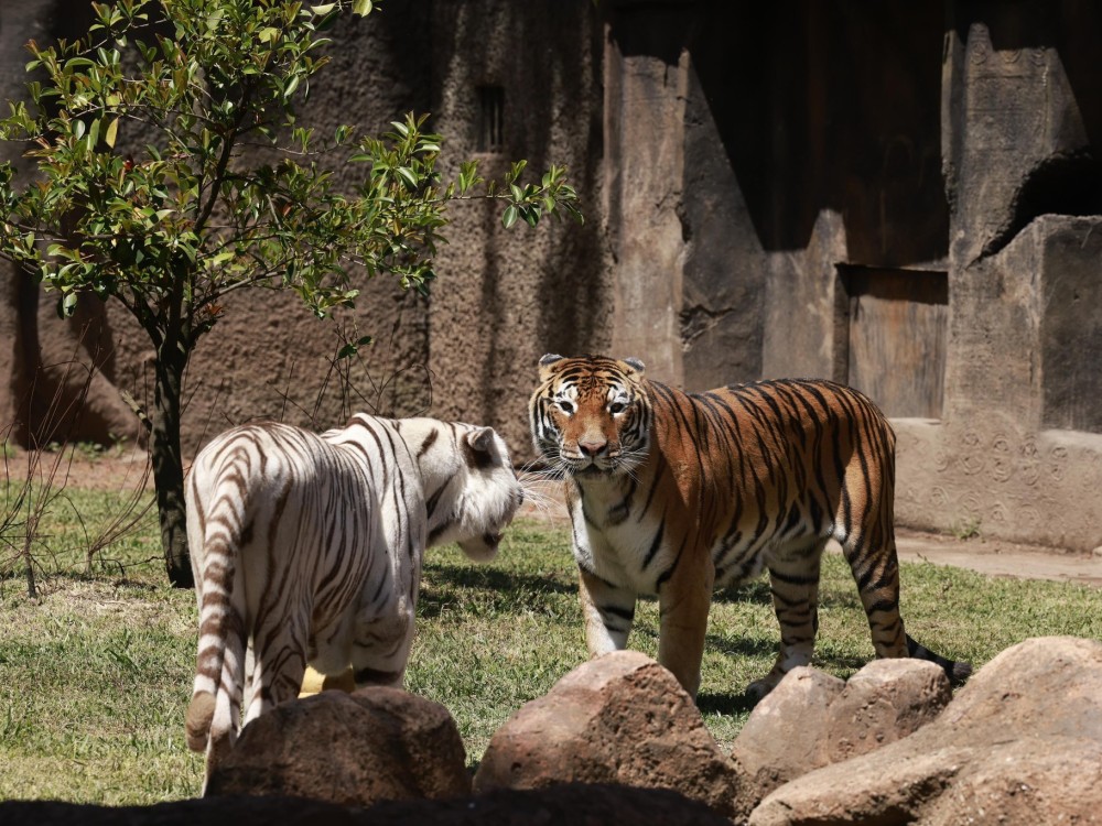 Dos tigres de bengala estrenan un santuario en el Zoológico La Aurora