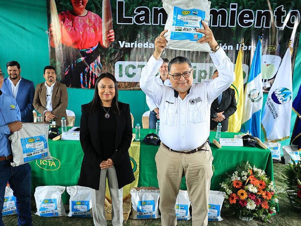 En Quetzaltenango, lanzan nueva variedad de maíz blanco con alto rendimiento