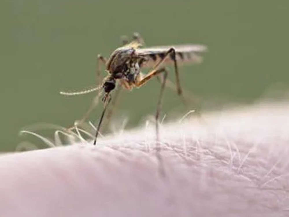 Estas son las razones de la declaración de Emergencia Sanitaria Nacional por el dengue 