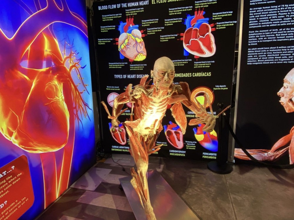 Exhibición internacional “Bodies, Cuerpos Humanos Reales” llega por primera vez a Quetzaltenango
