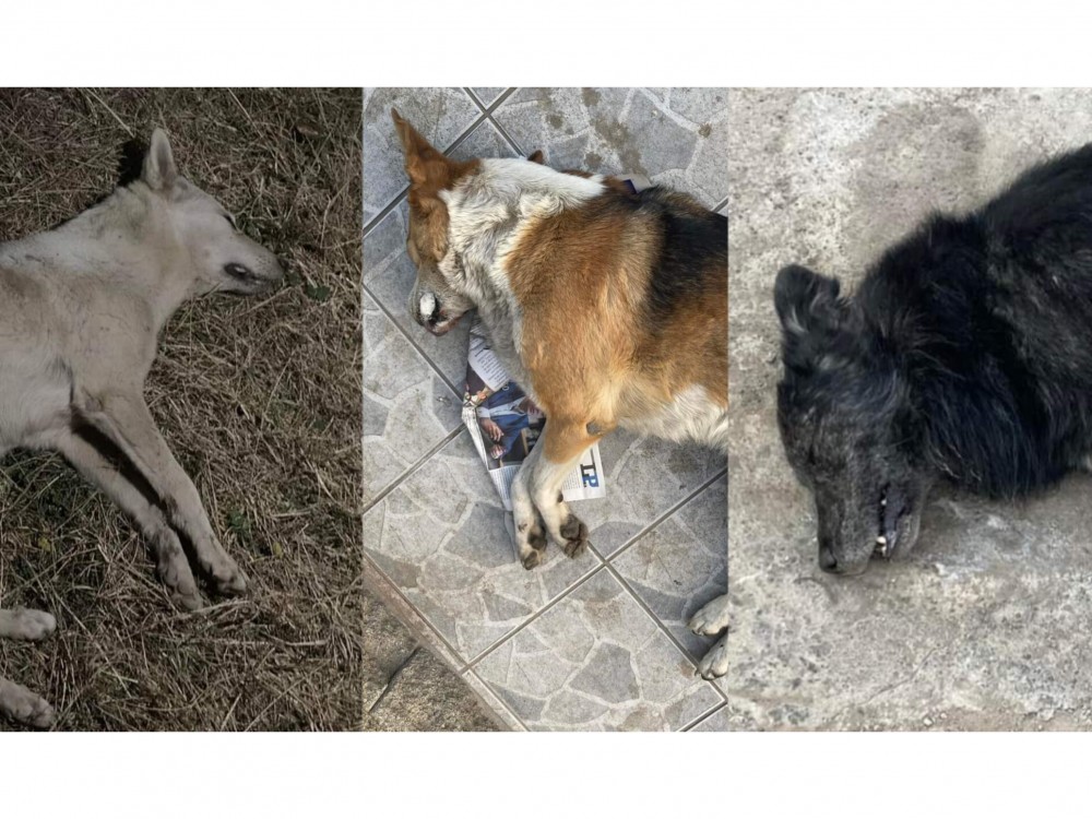 Exigen justicia por la muerte de Negrito, Nucita y Loba; tres perros que fueron envenenados