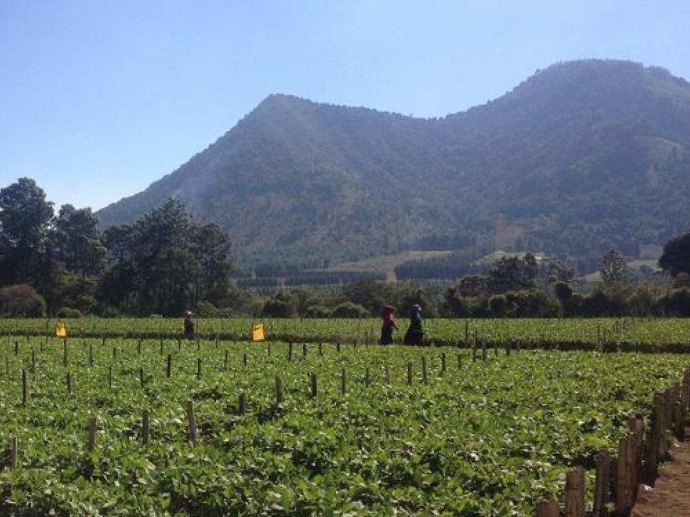 Frío se intensificará en 10 departamentos en los últimos días del año, según análisis agroclimático del MAGA