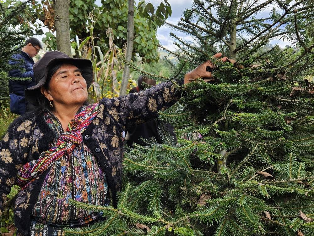 GALERÍA | Productores y autoridades impulsan la conservación del pinabete en la región 