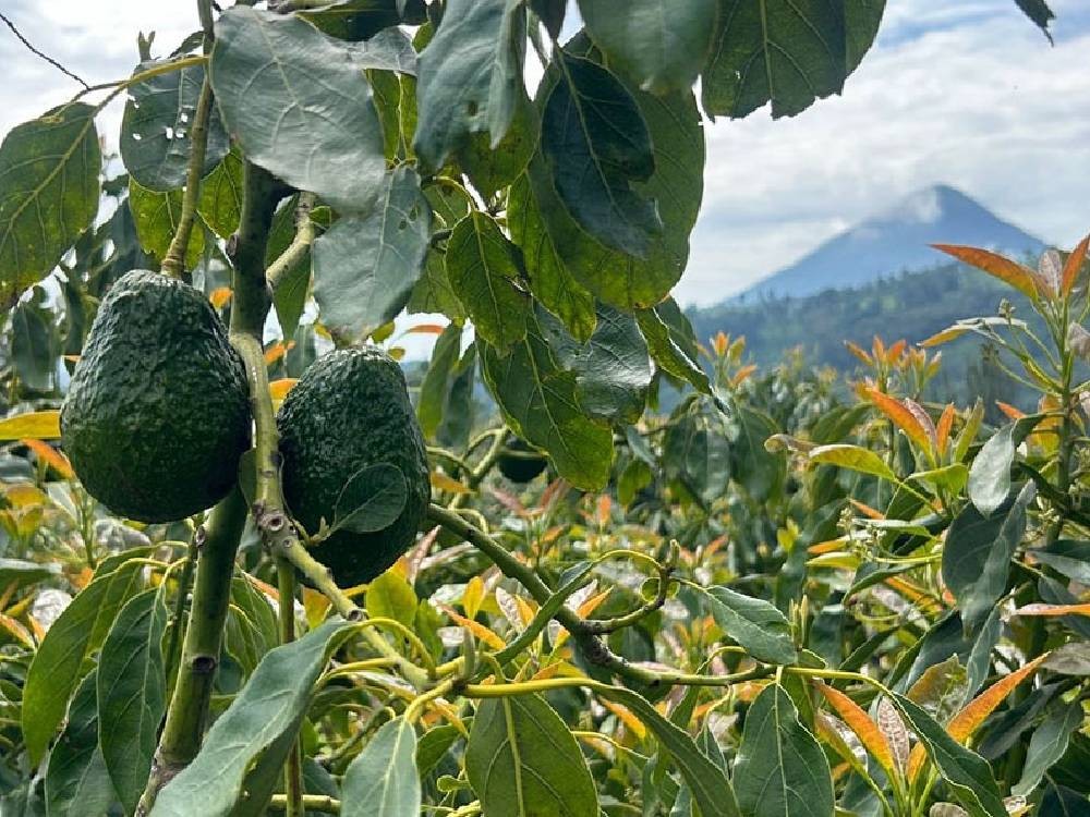 Guatemala podrá exportar aguacate Hass a Estados Unidos