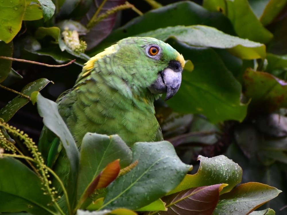 Hoy es día  Mundial de los Loros, patrimonio natural de Guatemala