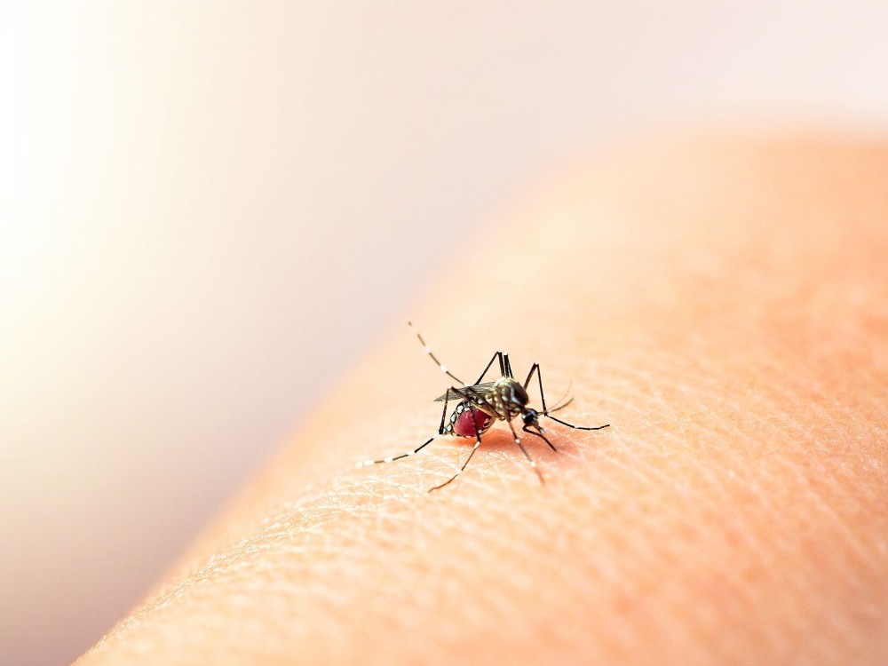 HRO ha atendido a ocho pacientes por dengue