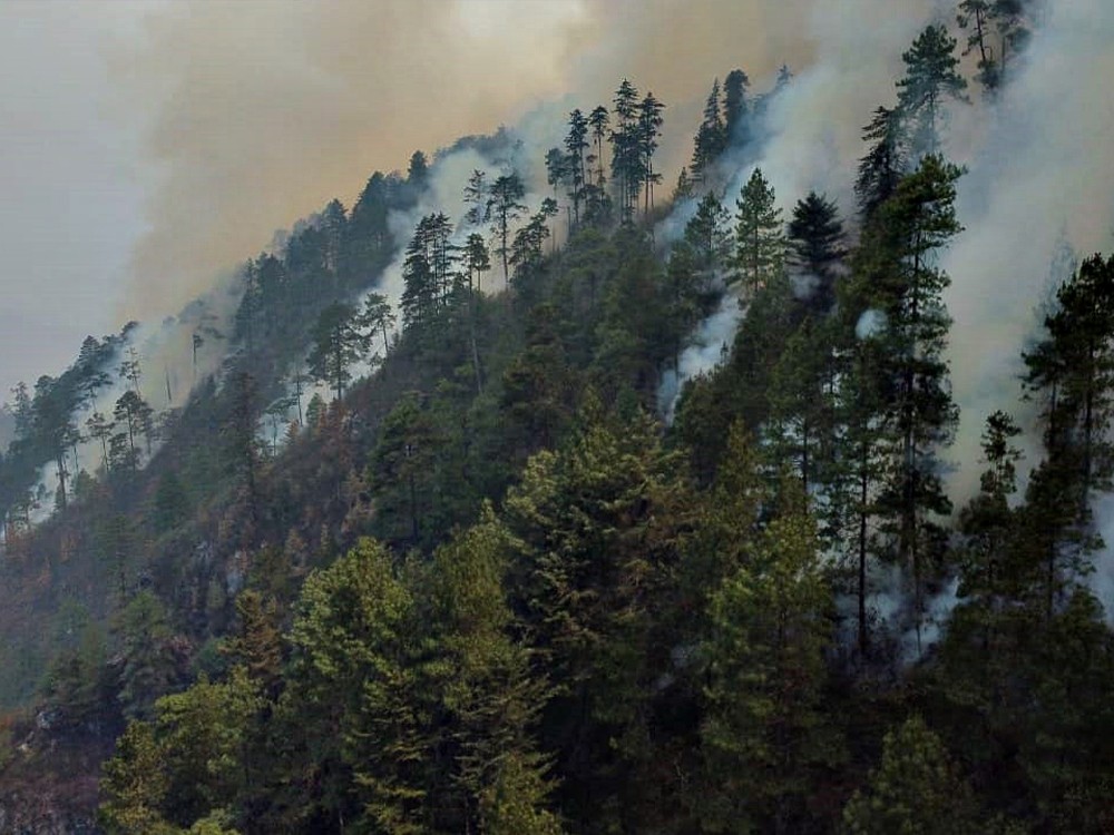 Incendios forestales arrasan con miles de hectáreas de bosques