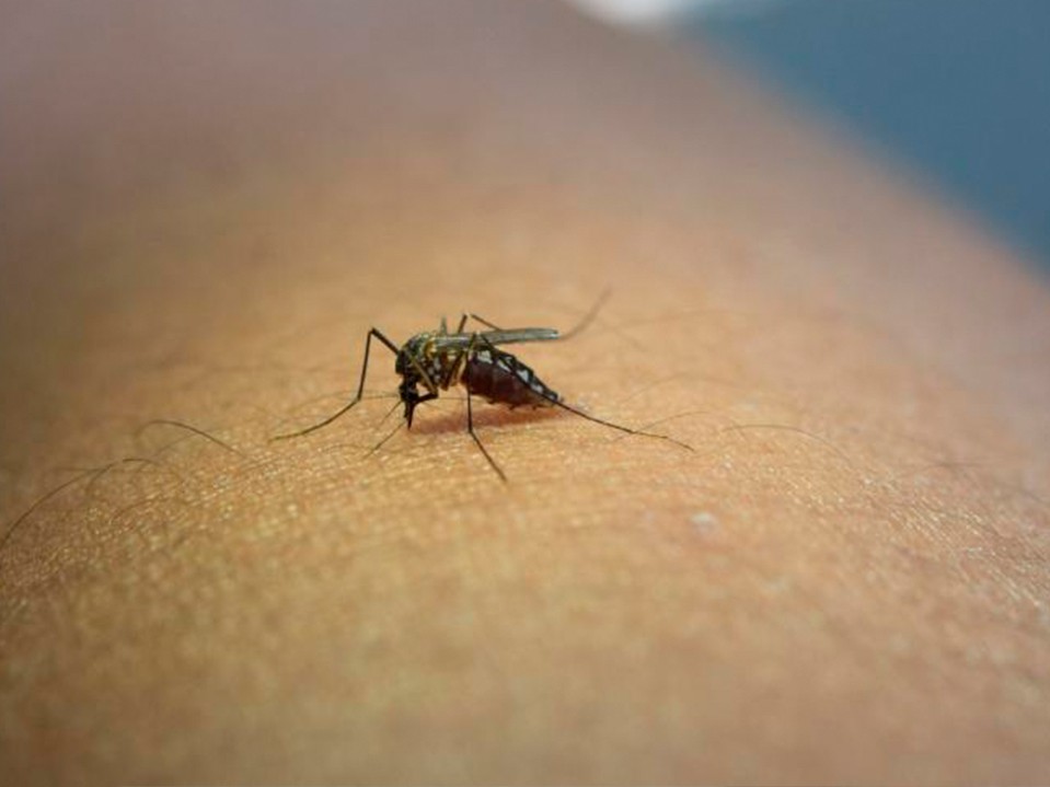 Incrementan casos de dengue en municipios de la boca costa de Quetzaltenango 