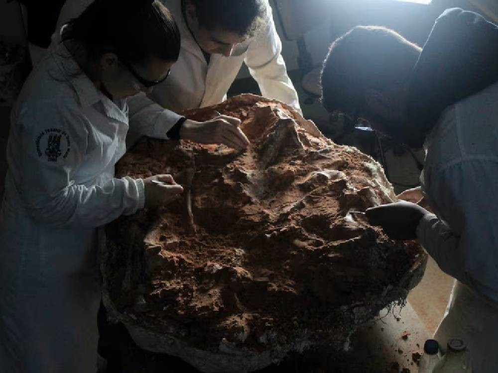 Inundaciones en Brasil revelaron un fósil de dinosaurio de 233 millones de años
