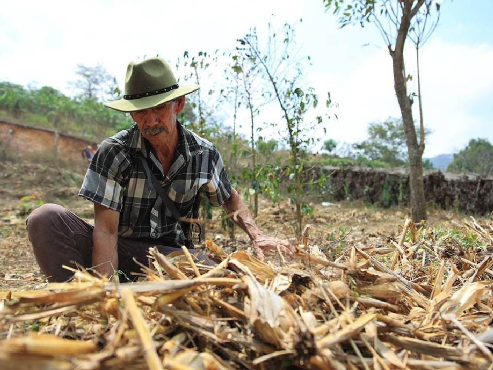 La tapisca, una tradición agrícola en Guatemala