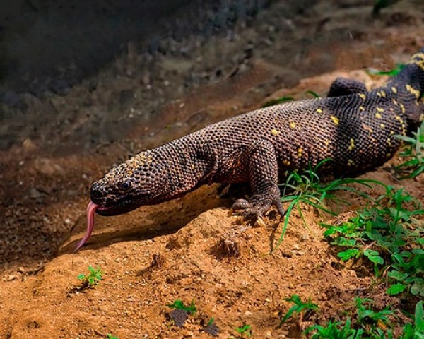 Liberan a lagarto venenoso que está en peligro de extinción en Guatemala 