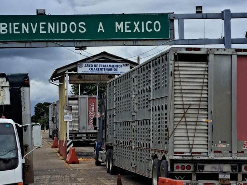 MAGA garantiza sanidad y calidad del ganado guatemalteco exportado a México