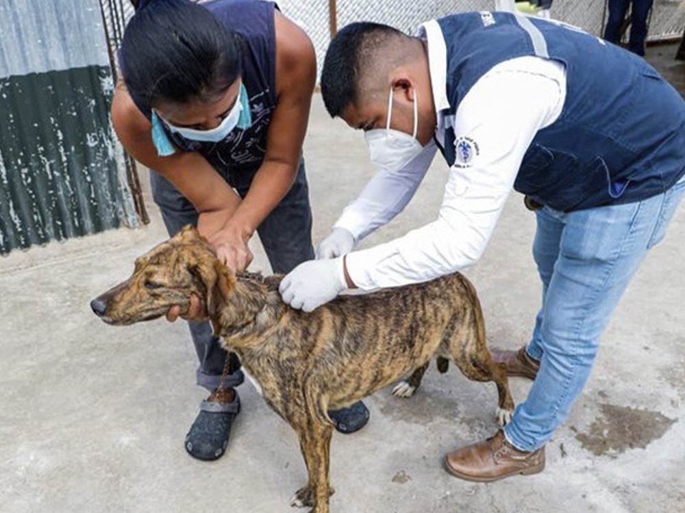 Más de 189 mil perros y gatos a nivel departamental serán vacunados contra la rabia 