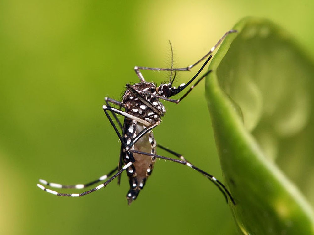 Ministerio de Salud emite alerta por temporada de aumento de dengue 