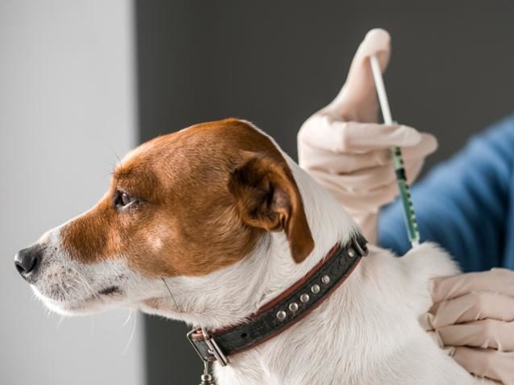  Ministerio de salud vacunará a 3.7 millones de perros y gatos