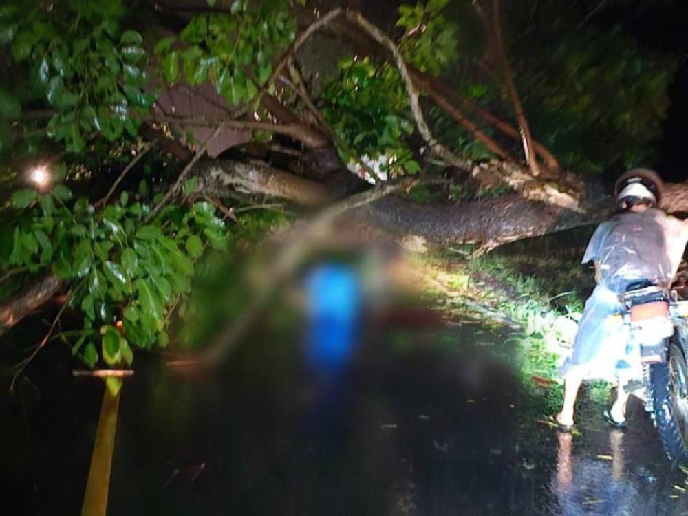 Motorista muere tras caerle un árbol encima