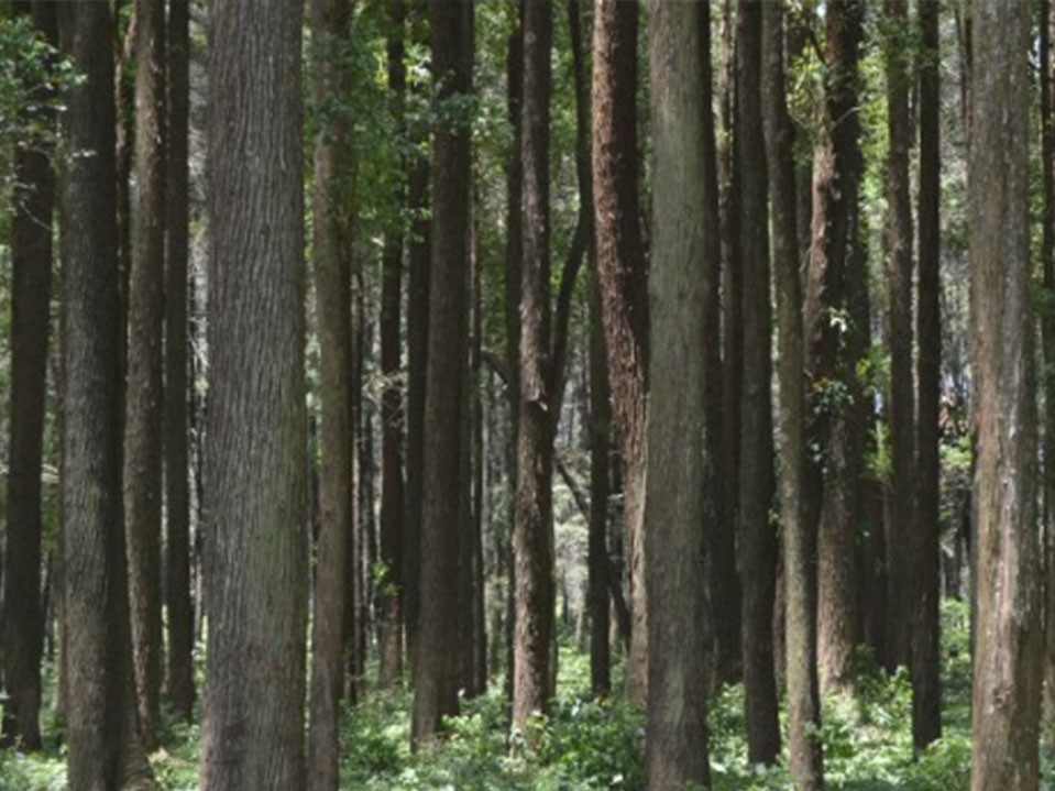 Más de 2 mil familias son beneficiadas con incentivos forestales 
