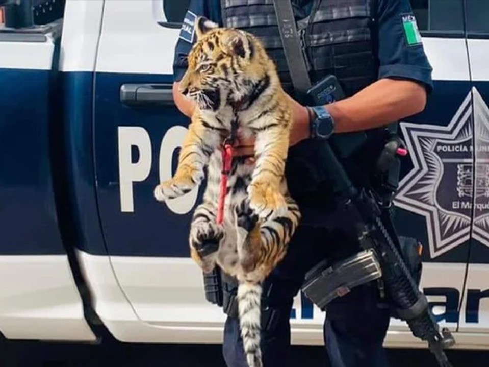 México: Capturan a una pareja que transportaba a un tigre cachorro y armas de fuego 