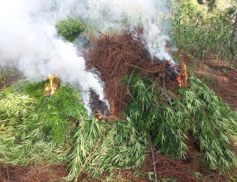 PNC erradica 20 mil matas de marihuana en Huehuetenango y Totonicapán 