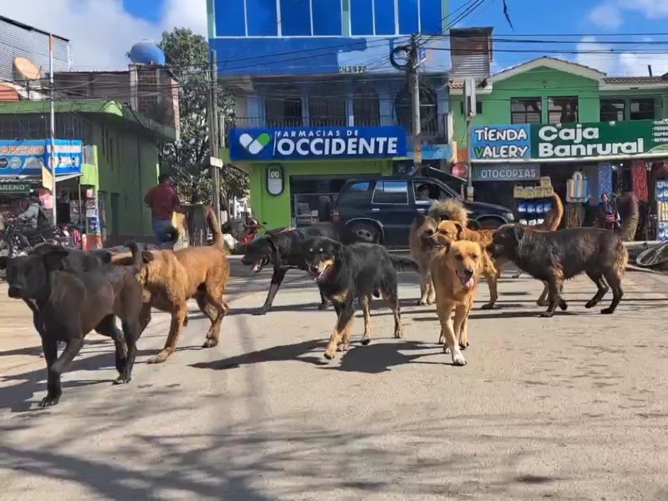 Preocupa incremento de perros callejeros en Huehuetenango