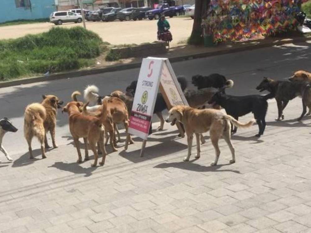 Quetzaltenango toma medidas drásticas para controlar la población de perros callejeros y peligrosos