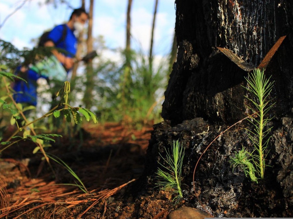 Reforestación en Quetzaltenango avanza un 60 por ciento