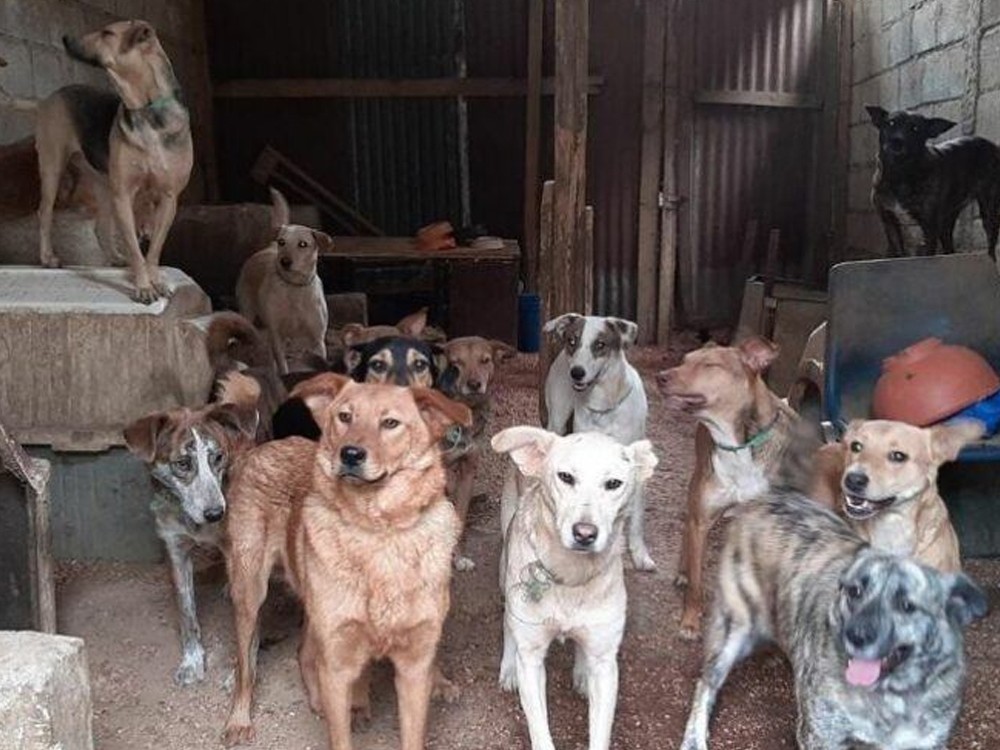 Refugio pide ayuda para seguir rescatando a perros callejeros 