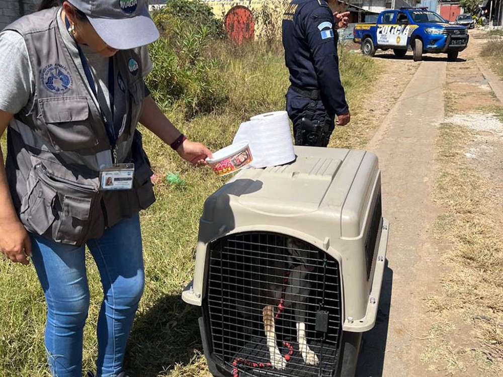 Rescatan a perra víctima de maltrato y explotación para reproducción