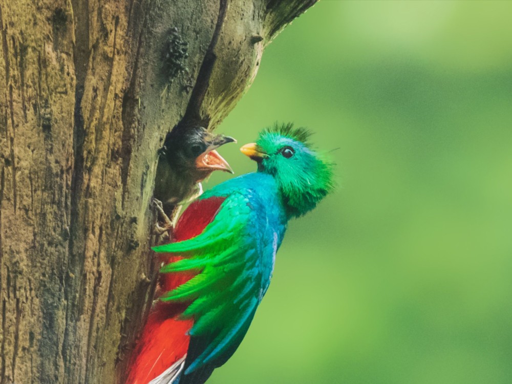 ¿Sabías que el bosque nuboso es el hogar de el Quetzal?