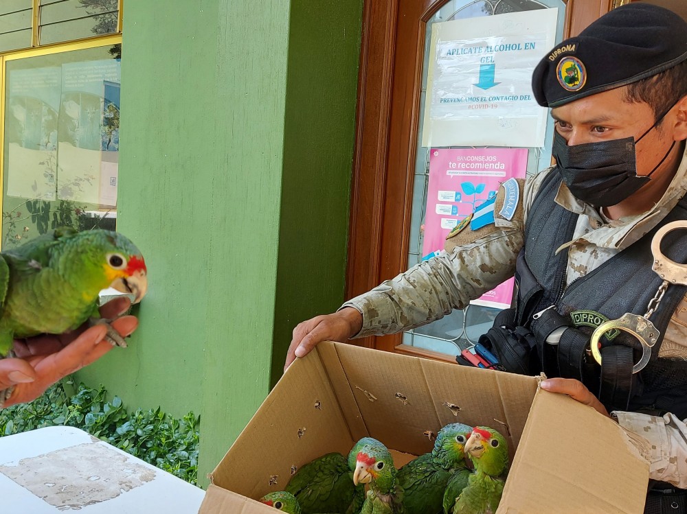 Seis loros "cachetes amarillos" son recuperados en un operativo 