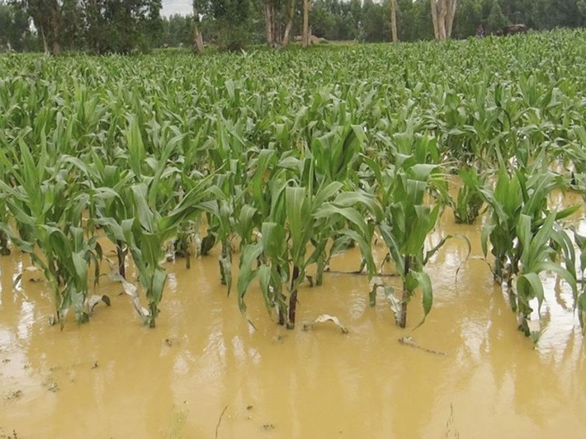 Seís municipios de Zacapa reportan daños en la agricultura tras el paso de ciclón Julia 