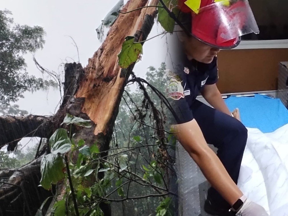 TRAGEDIA: Niña de 4 años muere tras caer un árbol sobre su vivienda 