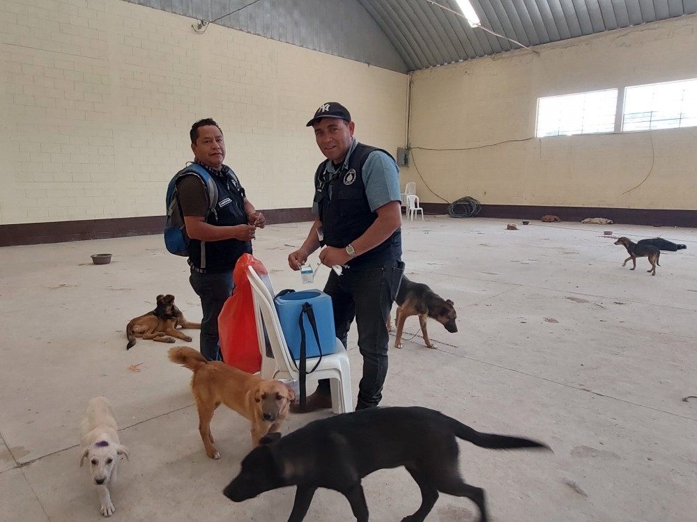 Vacunan a perros que serán castrados en Huehuetenango