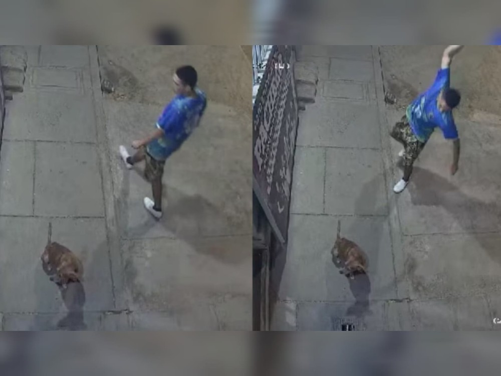 VIDEO | Brutal ataque contra perro causa indignación en Perú 