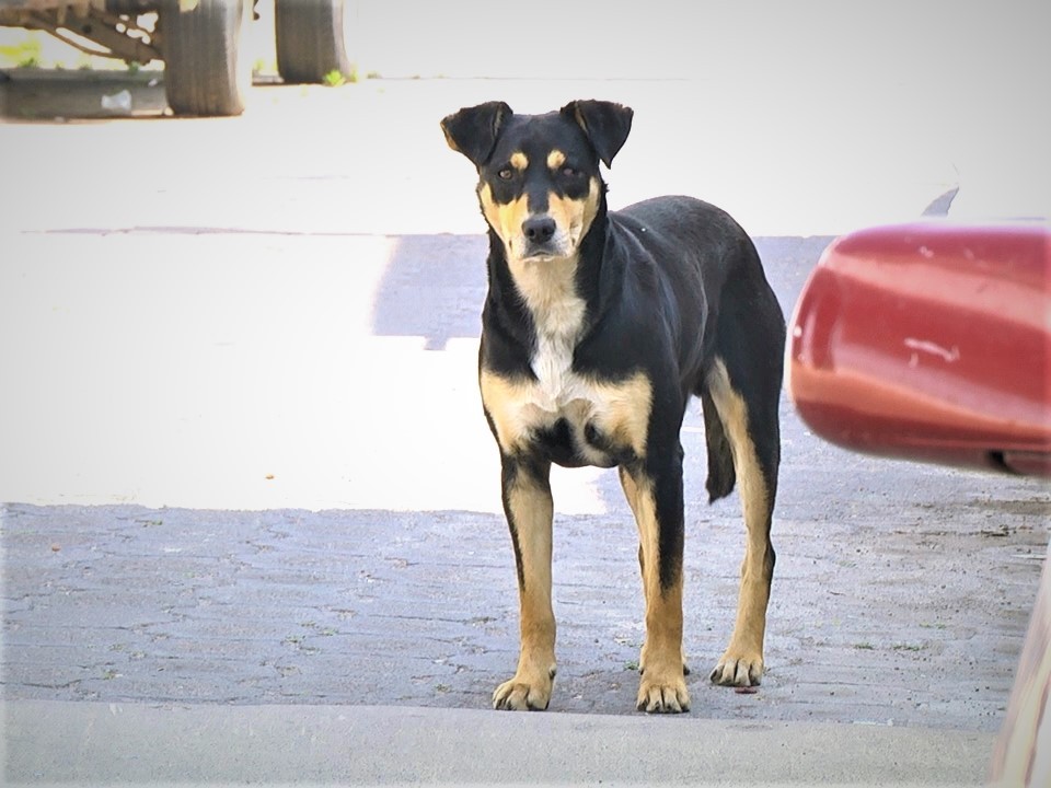 XELA: disminuyen casos de personas mordidas por perros callejeros